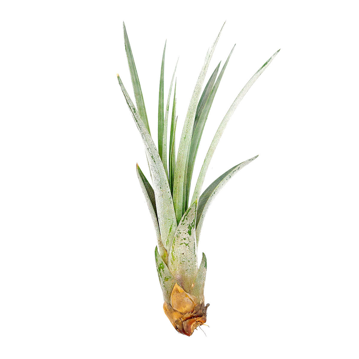 Tillandsia Fasciculata