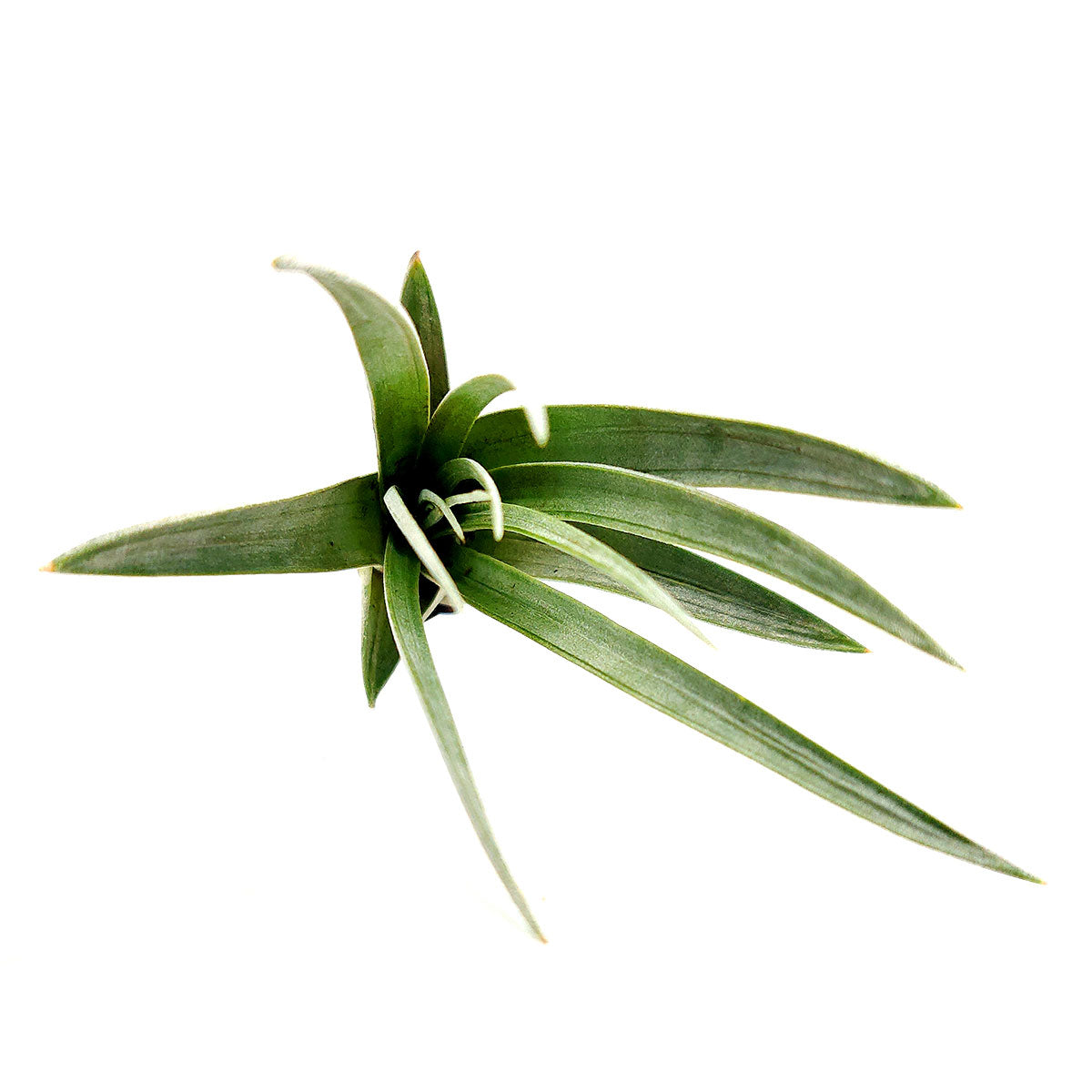Tillandsia Fasciculata
