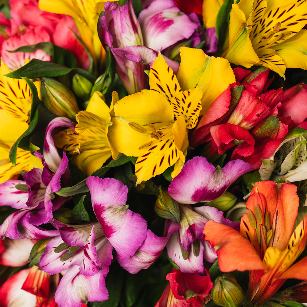 FIESTA FLOWERS