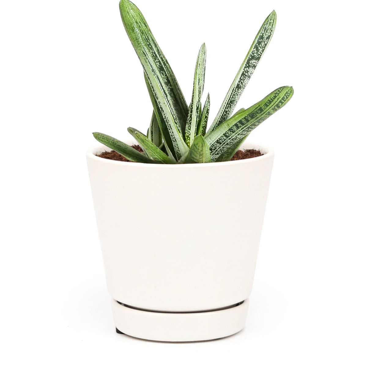 Gasteria Little Warty