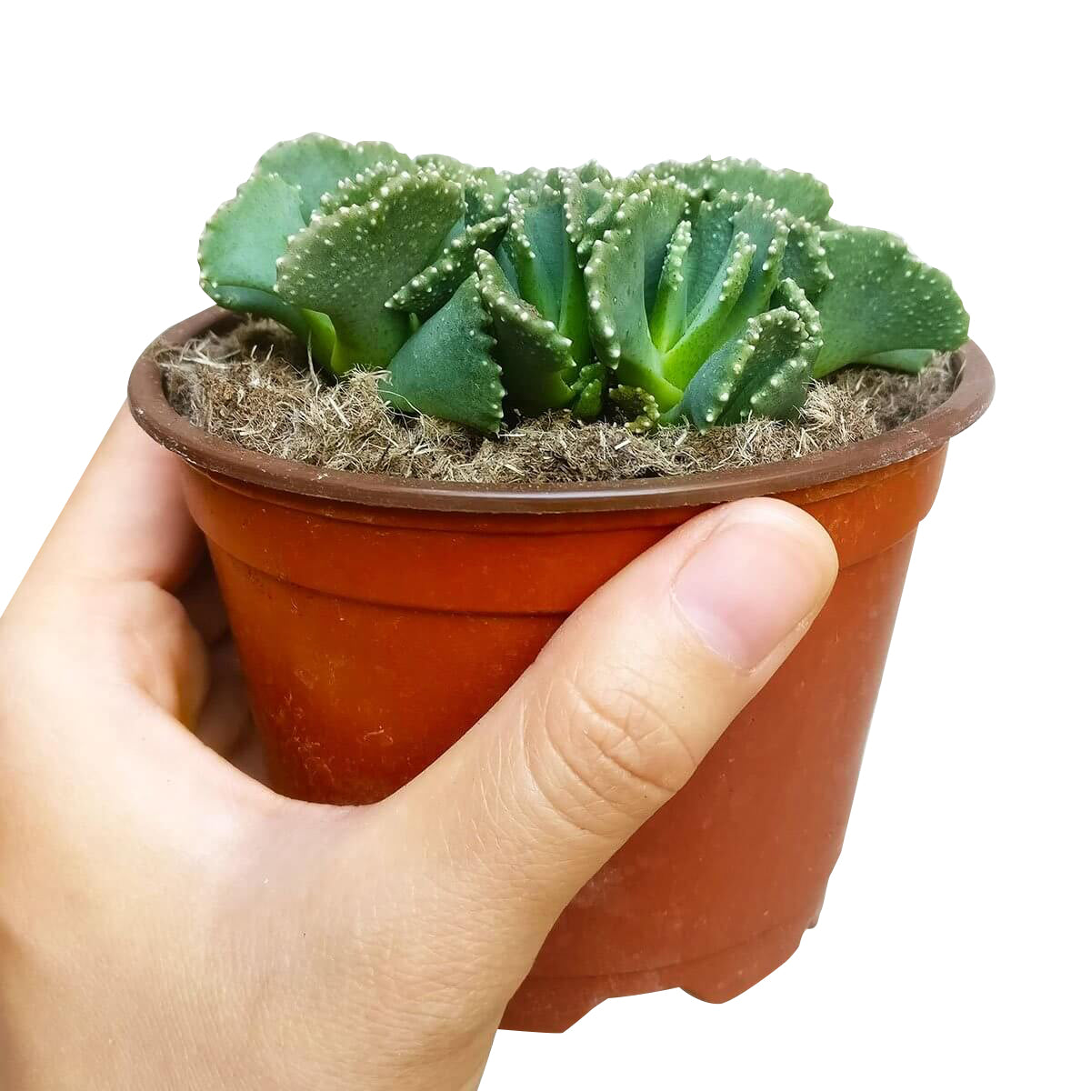 Giant Jewel Plant Succulent Cactus