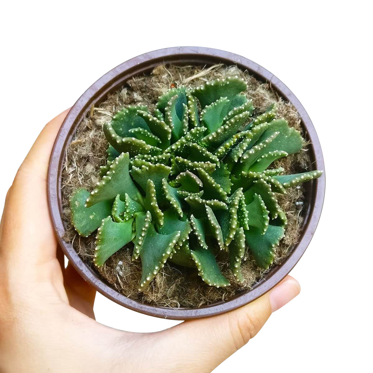 Giant Jewel Plant Succulent Cactus