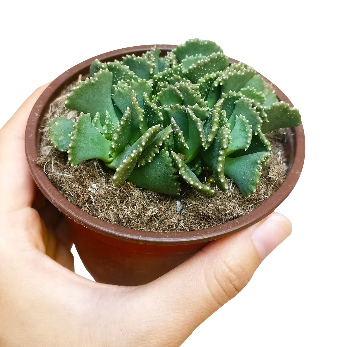 Giant Jewel Plant Succulent Cactus