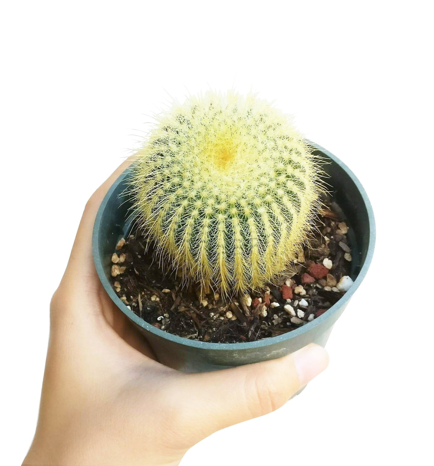 Golden Ball Cactus Echinocactus