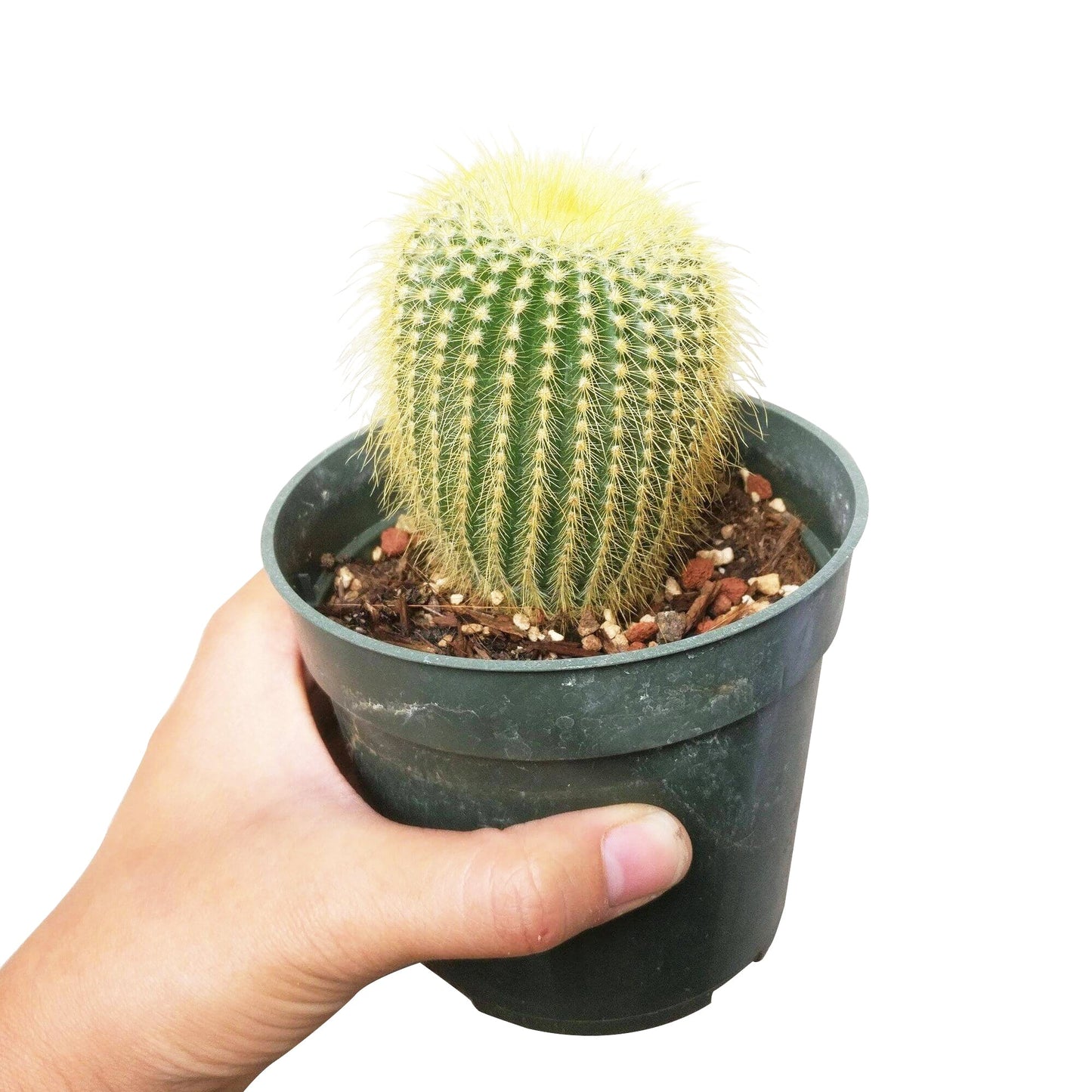 Golden Ball Cactus Echinocactus