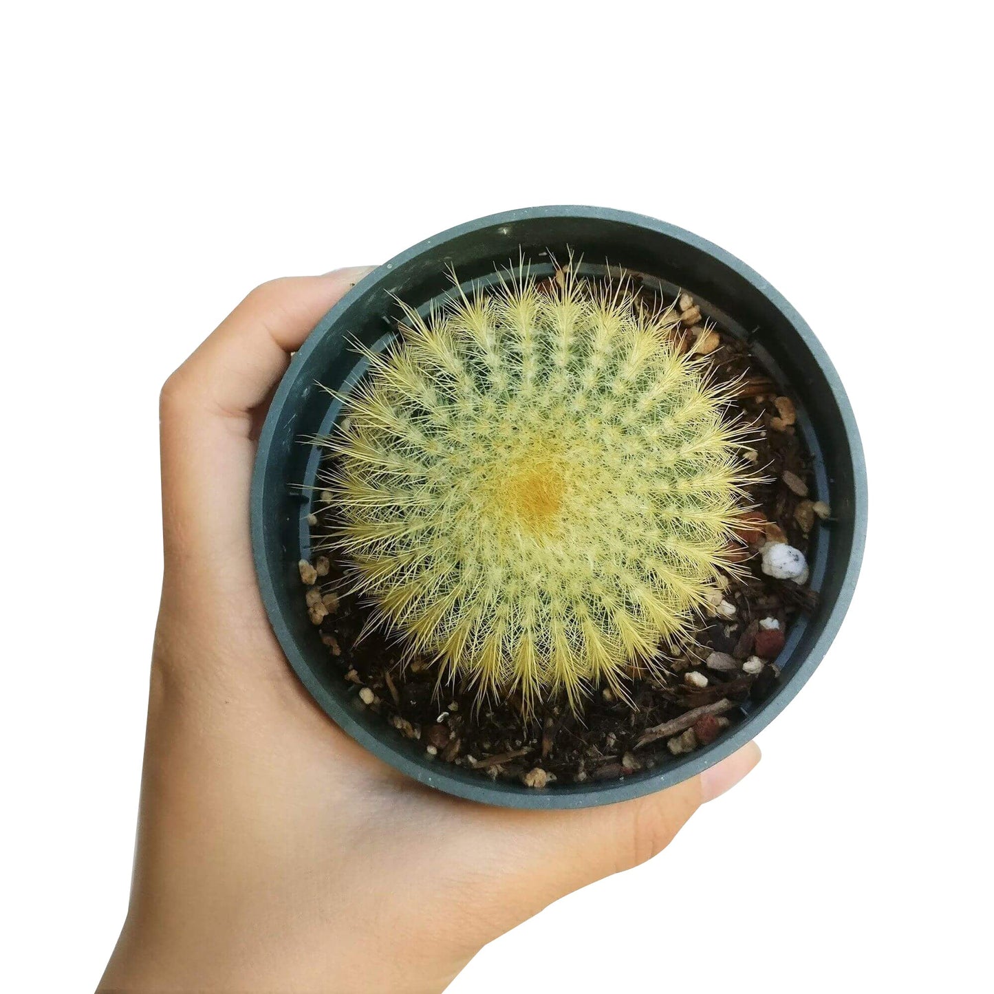 Golden Ball Cactus Echinocactus