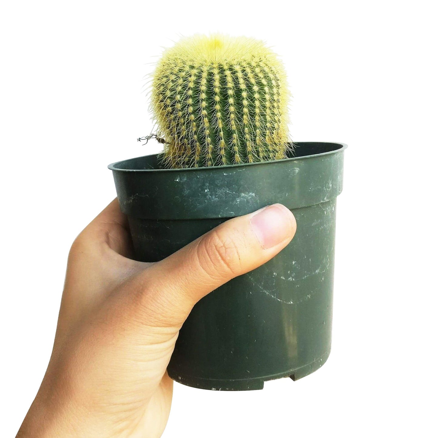 Golden Ball Cactus Echinocactus