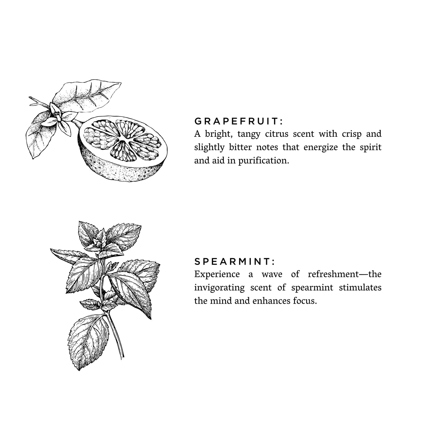 Grapefruit + Spearmint - Signature Candle - Concordia Style Boutique