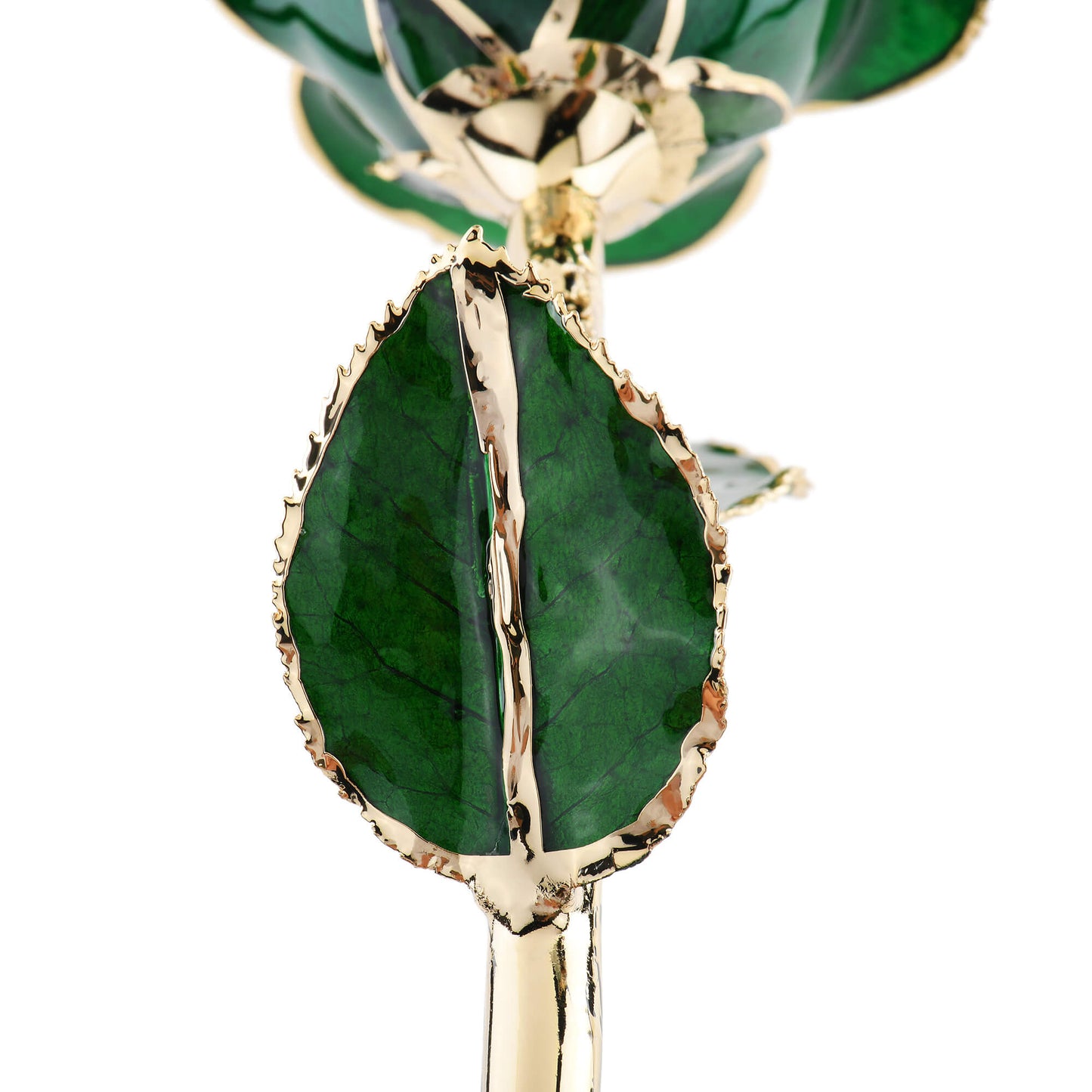 Timeless Rose (Green) - Concordia Style Boutique