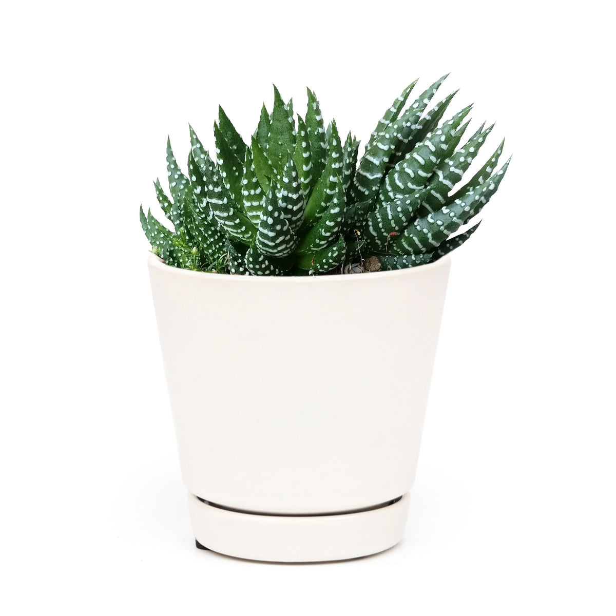 Haworthia Pumila African Pearl - Premium Succulents from Succulents Box - Just $6.75! Shop now at Concordia Style Boutique