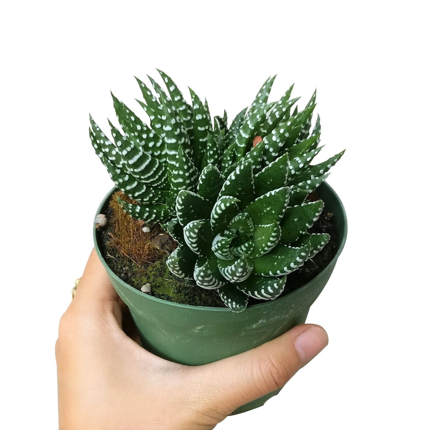 Haworthia Pumila African Pearl - Premium Succulents from Succulents Box - Just $6.75! Shop now at Concordia Style Boutique