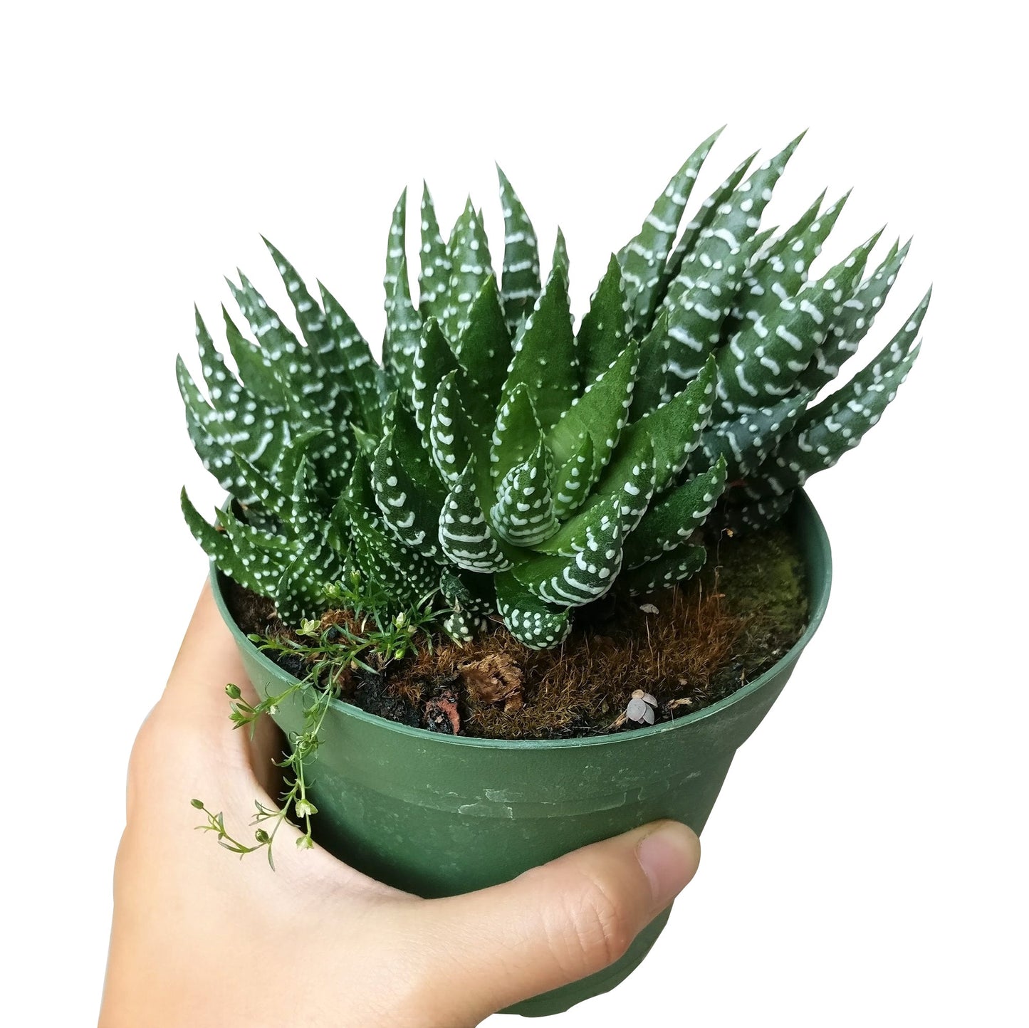 Haworthia Pumila African Pearl - Premium Succulents from Succulents Box - Just $6.75! Shop now at Concordia Style Boutique