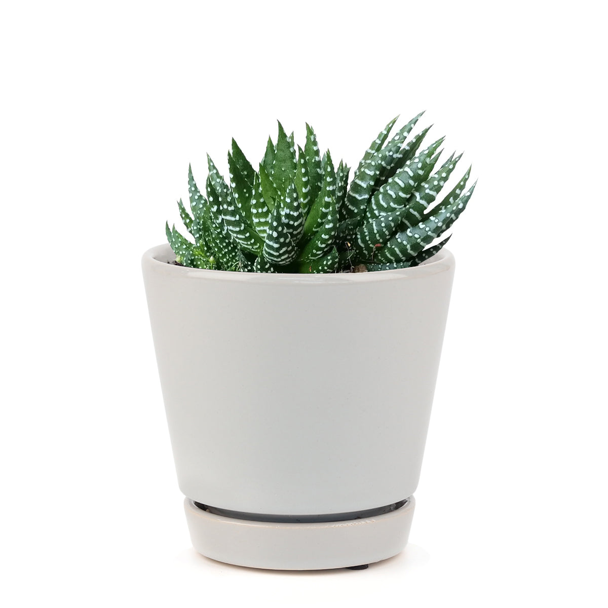 Haworthia Pumila African Pearl - Premium Succulents from Succulents Box - Just $6.75! Shop now at Concordia Style Boutique