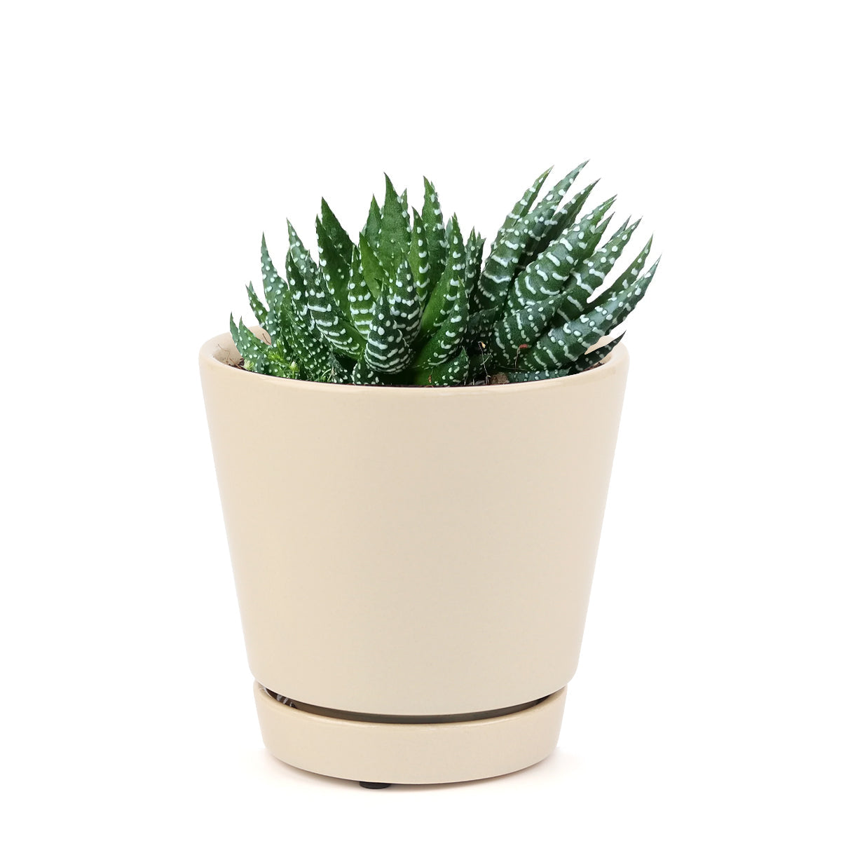 Haworthia Pumila African Pearl - Premium Succulents from Succulents Box - Just $6.75! Shop now at Concordia Style Boutique