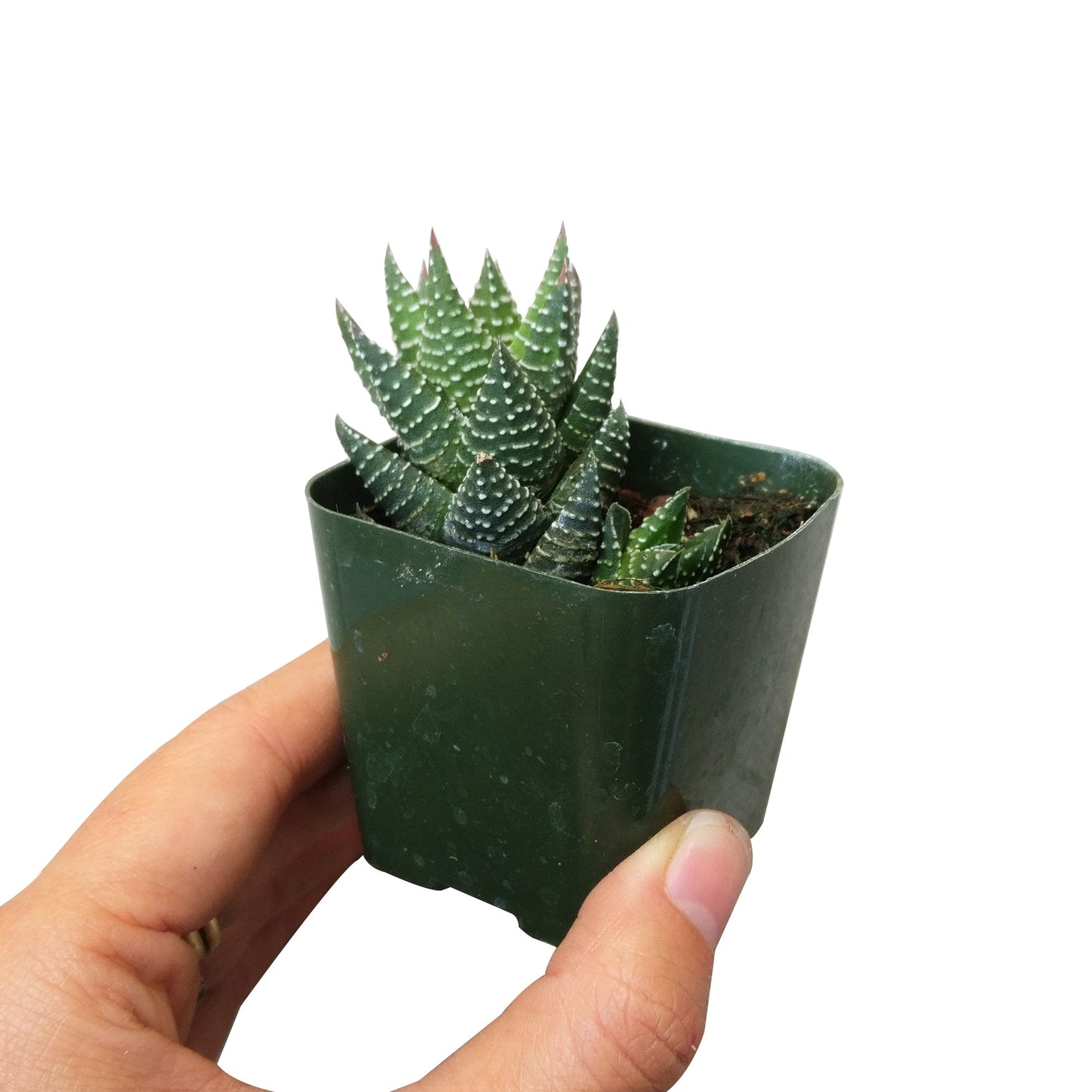 Haworthia Pumila African Pearl - Premium Succulents from Succulents Box - Just $6.75! Shop now at Concordia Style Boutique