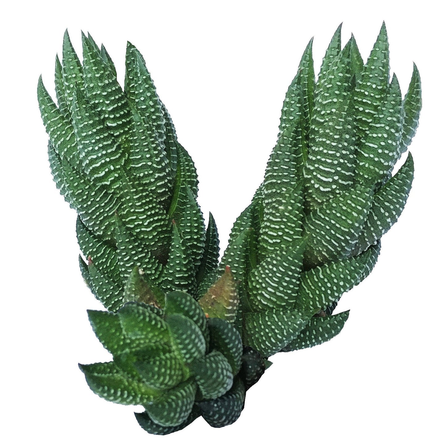 Haworthia Pumila African Pearl - Premium Succulents from Succulents Box - Just $6.75! Shop now at Concordia Style Boutique