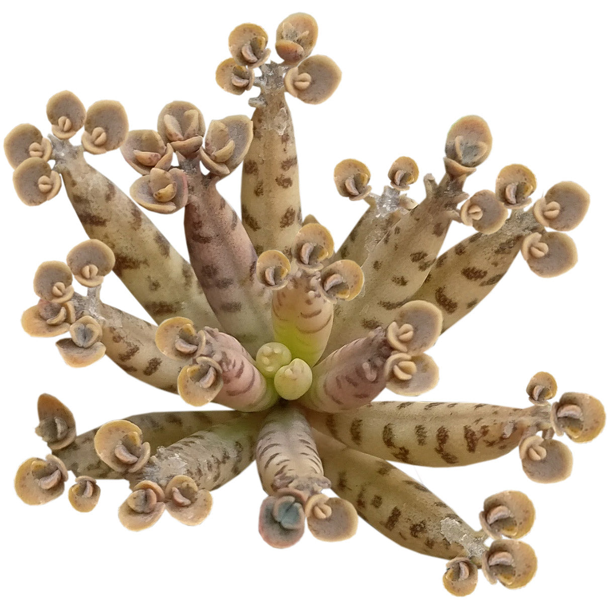 Mother of Millions Kalanchoe