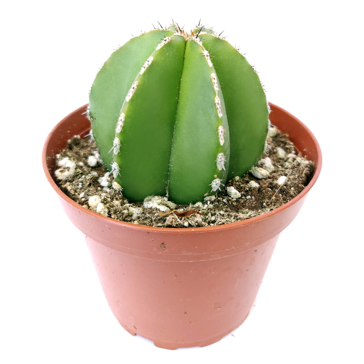 Pachycereus Marginatus Mexican Fence Post Cactus