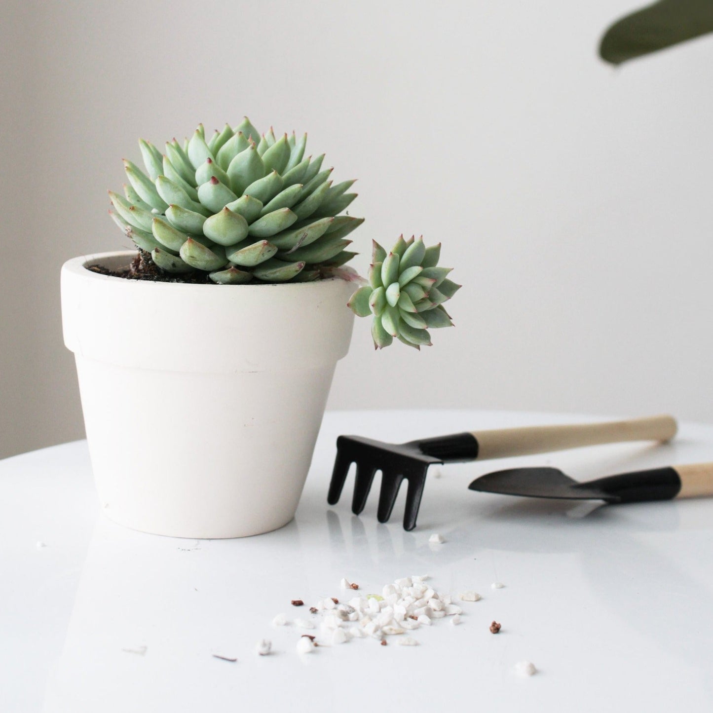 2'' White Clay Pot