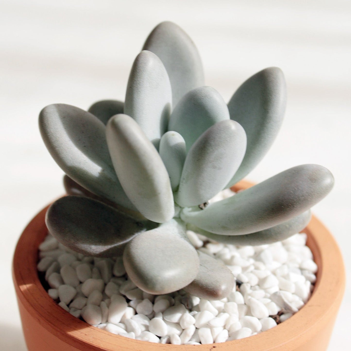 Lavender Pebbles Graptopetalum