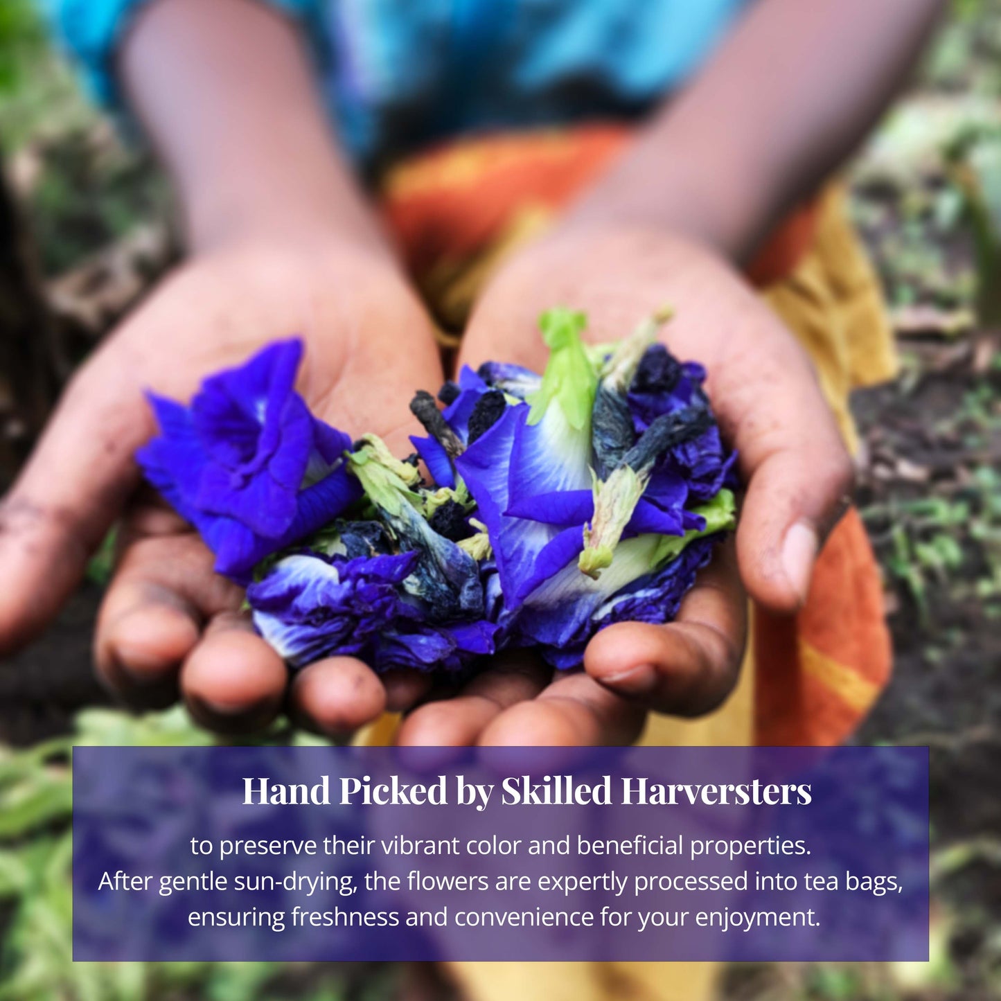 Akshit Butterfly Pea Flower ( Blue Tea ) - 75 Tea Bags, Natural Dried Butterfly Pea Flowers, Caffeine-Free, NON-GMO