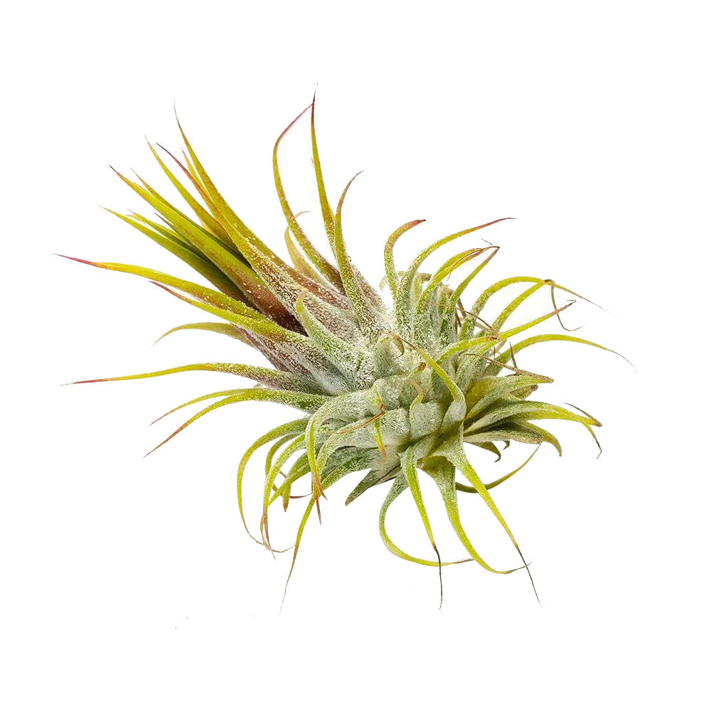 Ionantha Guatemala