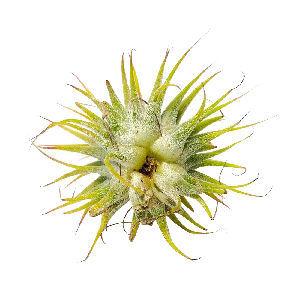 Ionantha Guatemala
