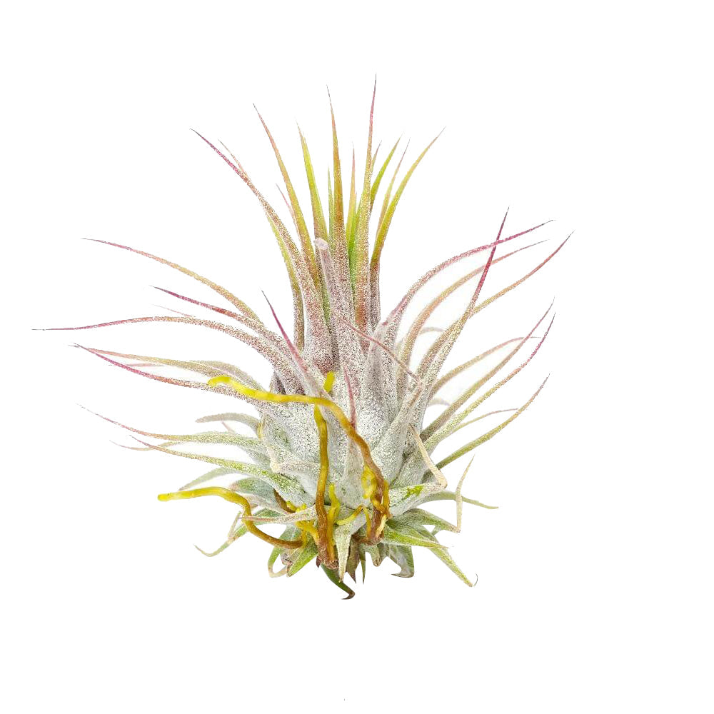 Ionantha Guatemala