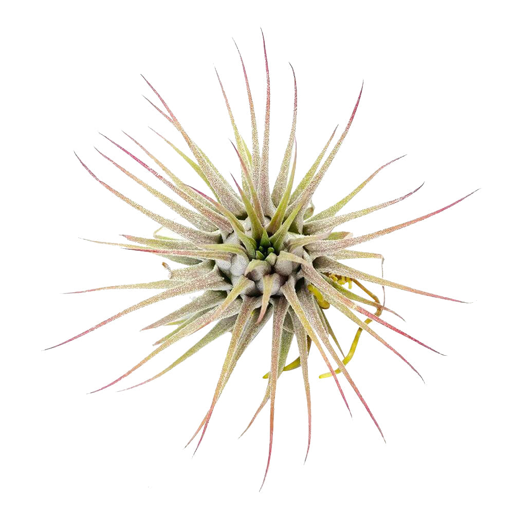 Ionantha Guatemala