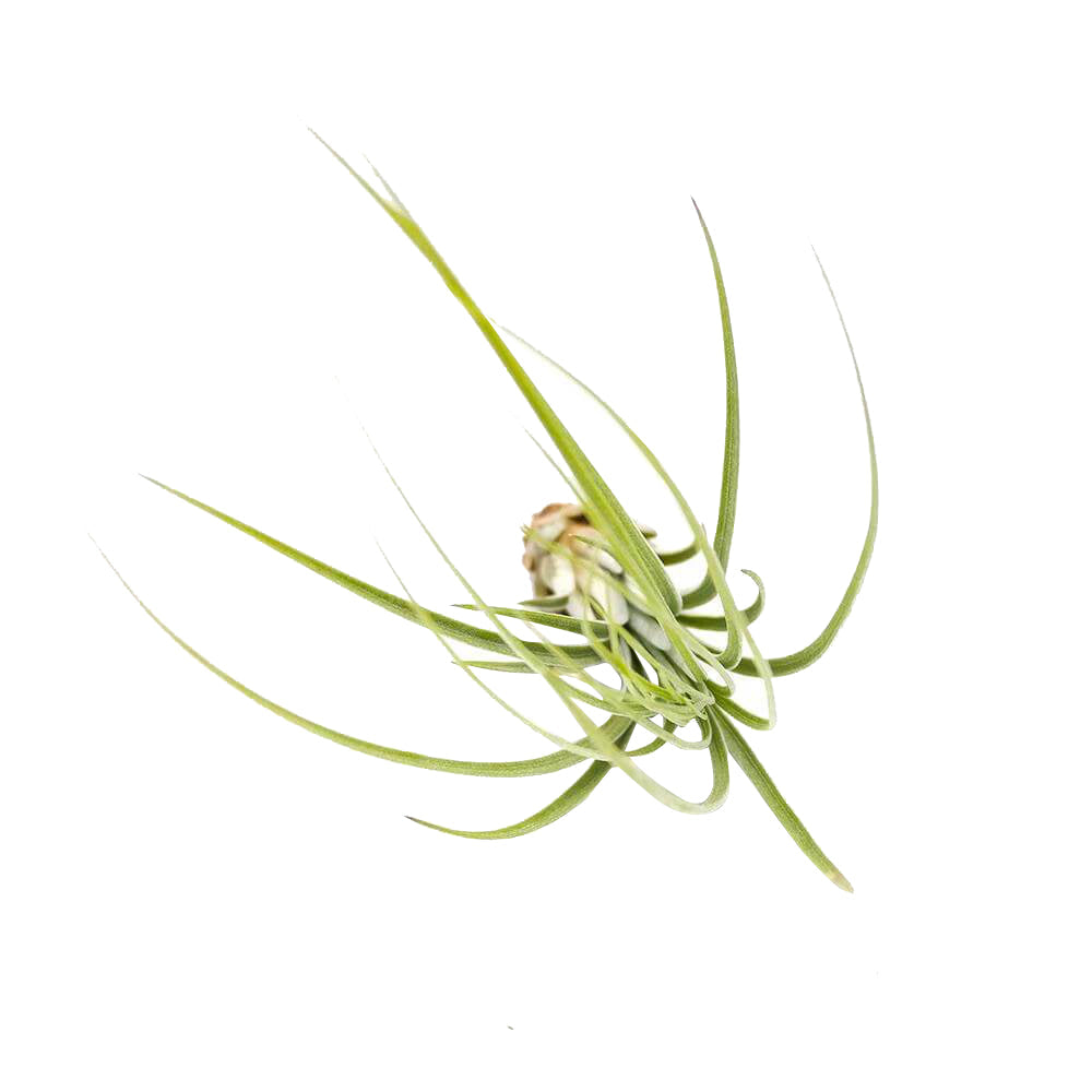 Juncea
