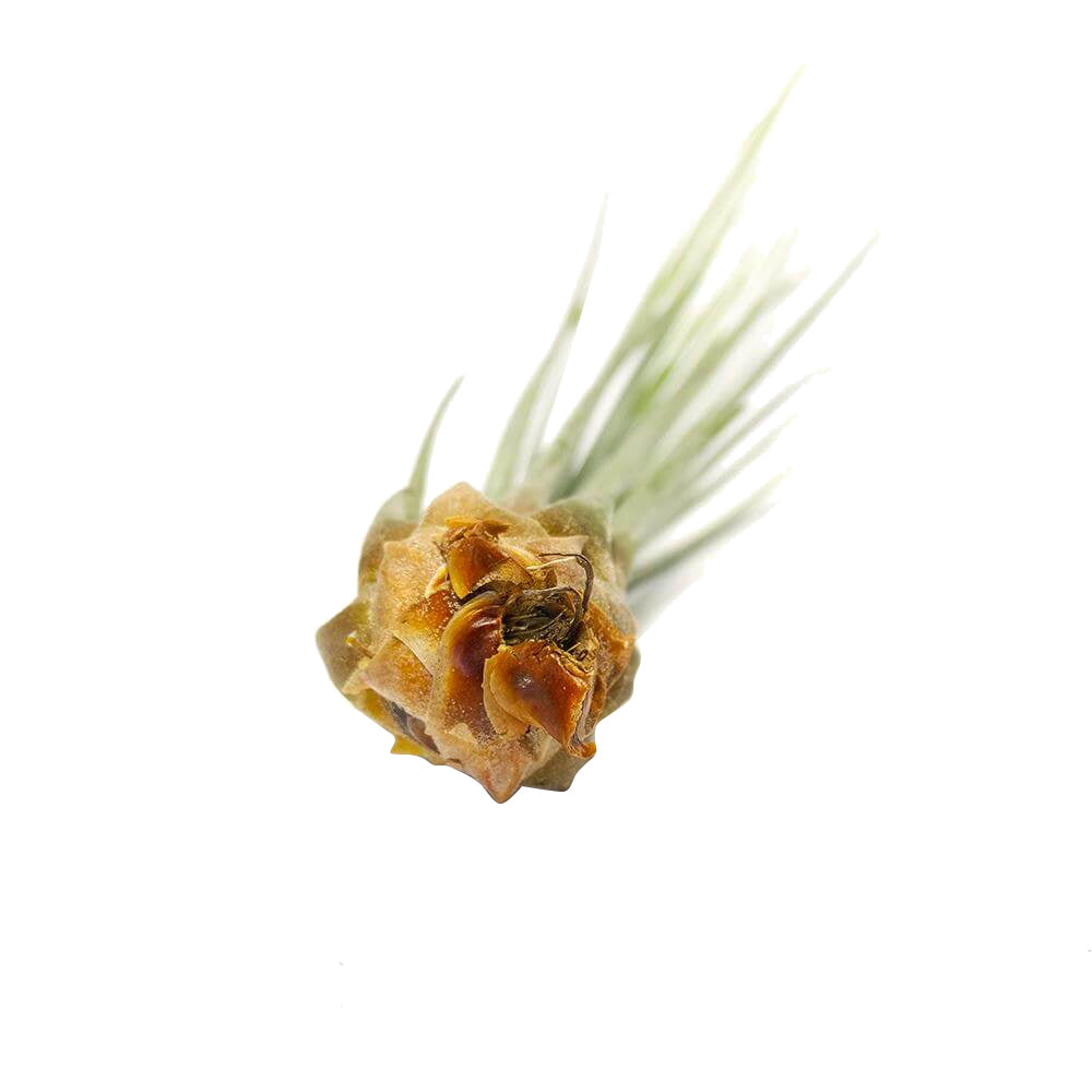 Juncea
