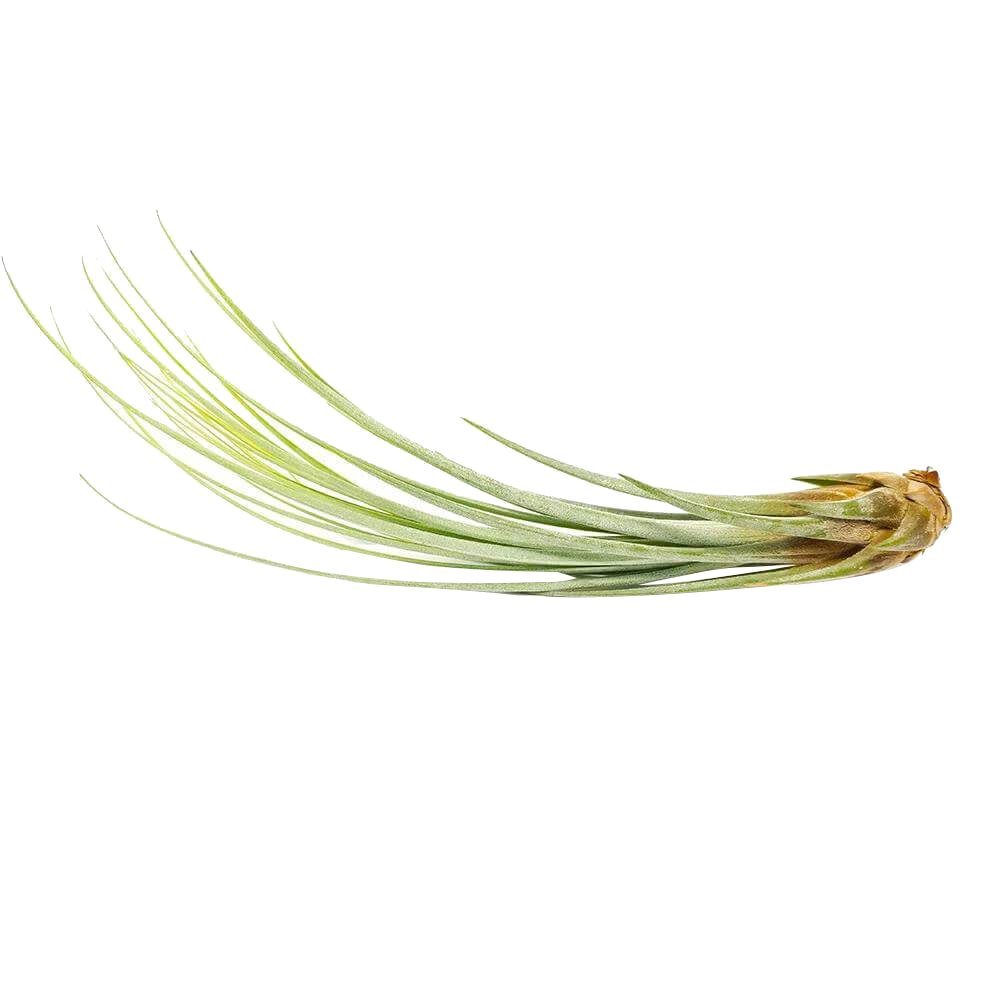 Juncea