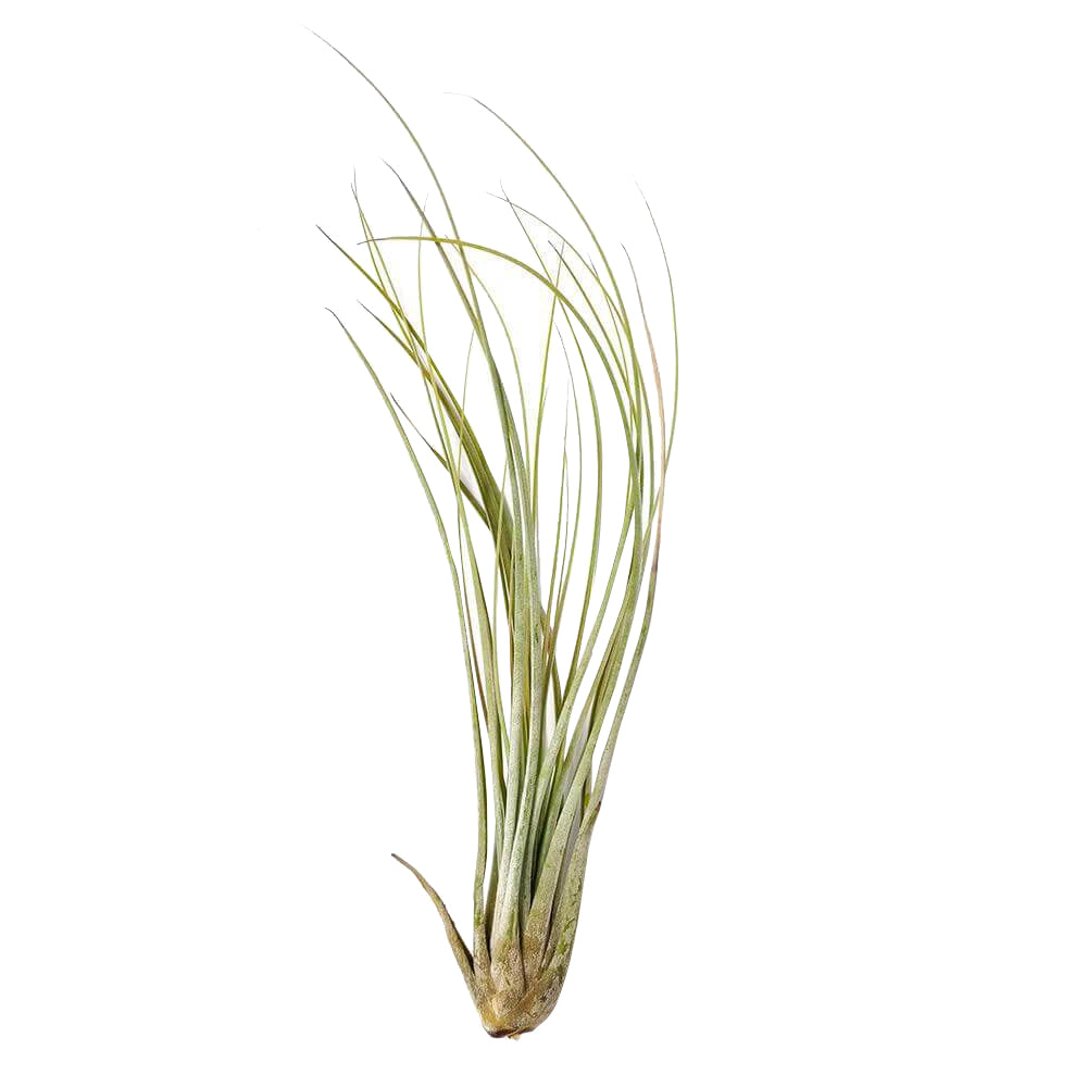 Juncea