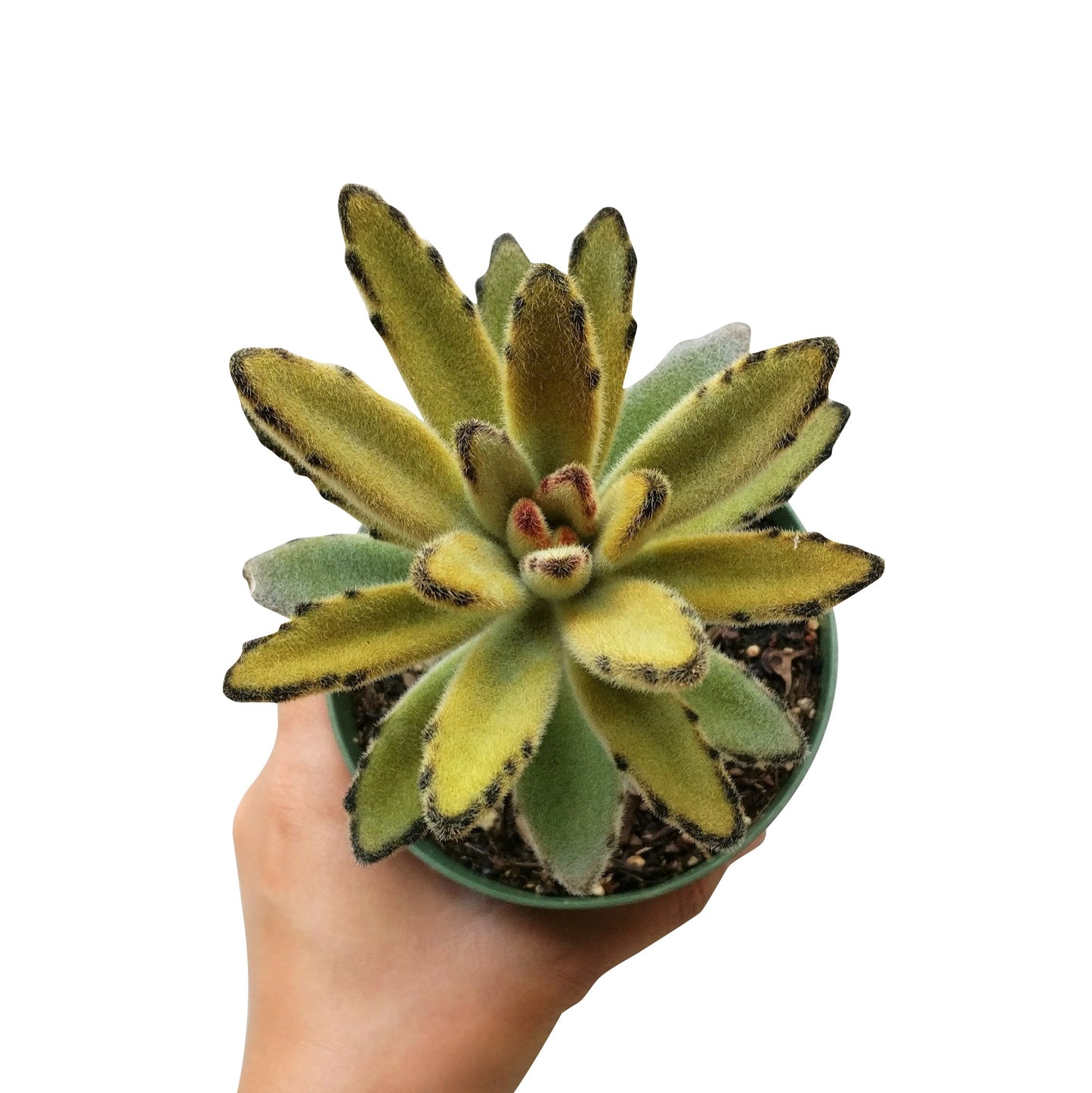 Kalanchoe Chocolate Soldier