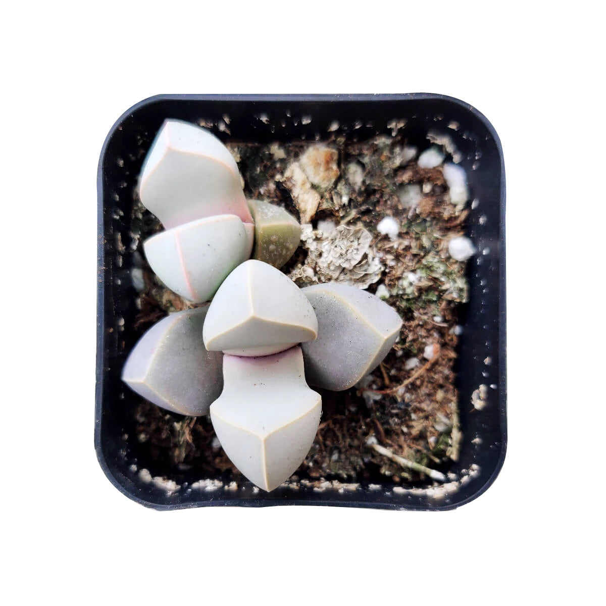 Karoo Rose Lapidaria margaretae Cactus
