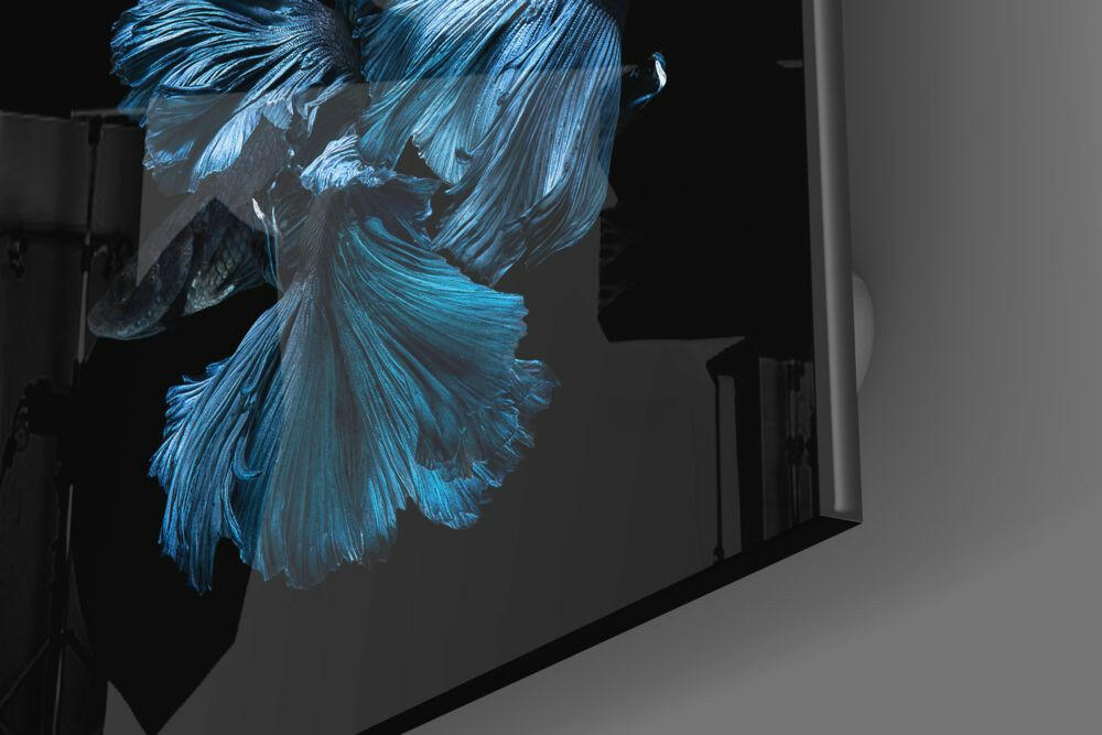Betta Fish Glass Wall Art