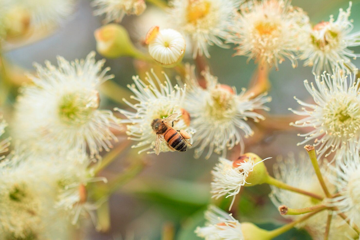 Bio-Active Honey - Concordia Style Boutique