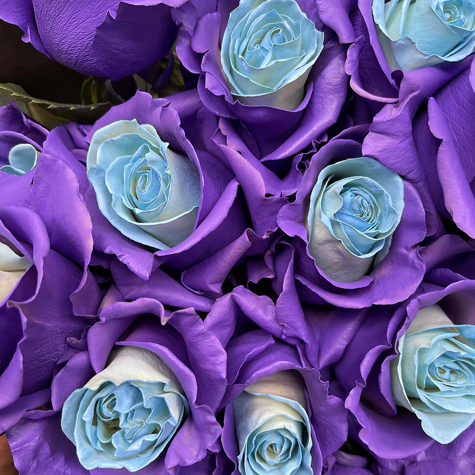 LAVENDER GELATO
