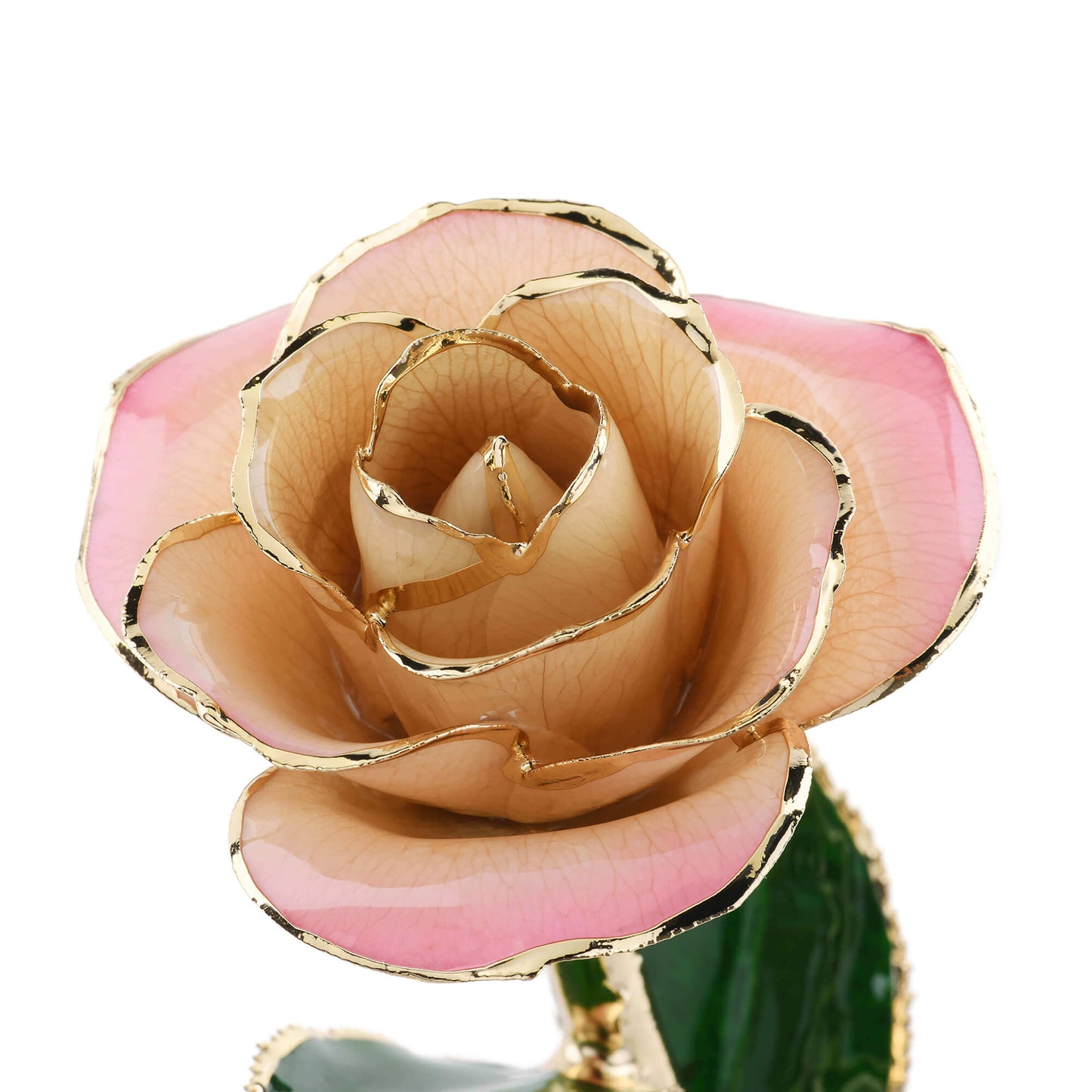 Timeless Rose (Light Pink) - Concordia Style Boutique