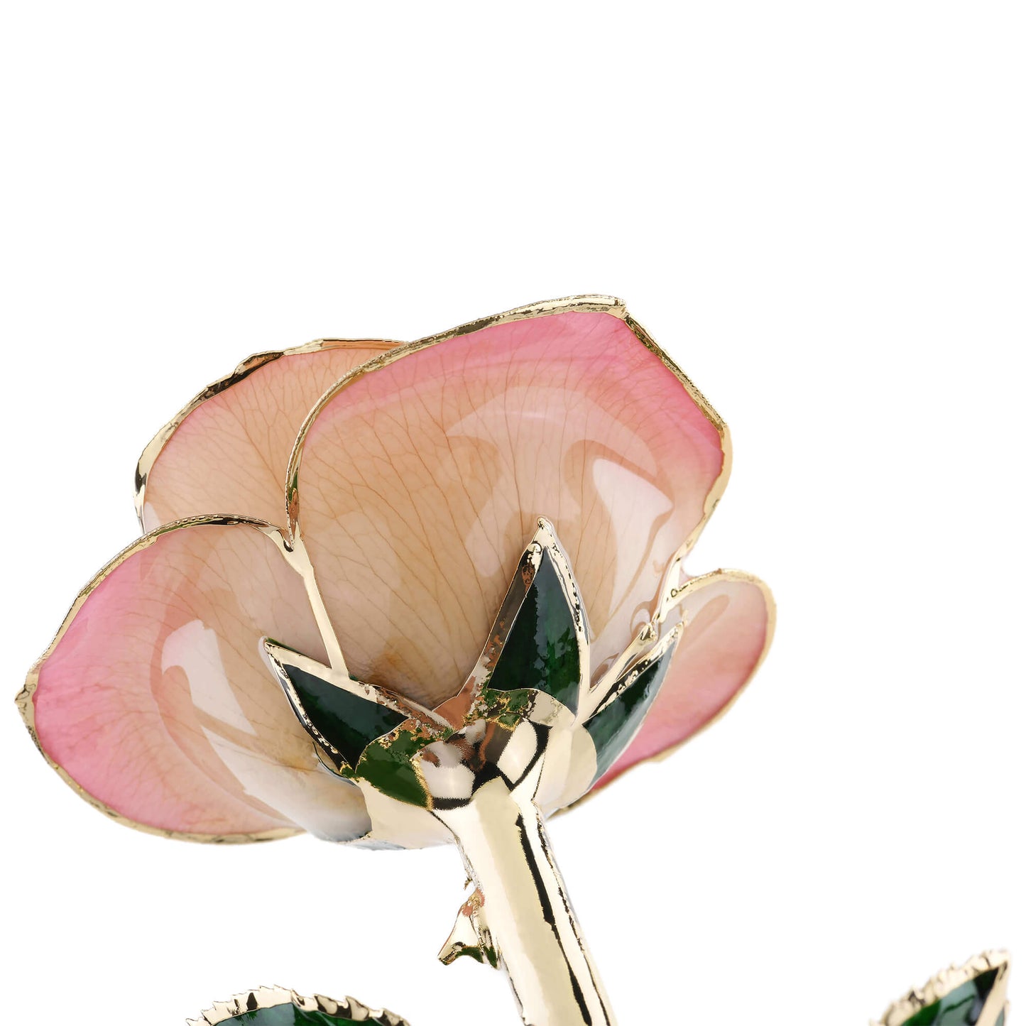 Timeless Rose (Light Pink) - Concordia Style Boutique