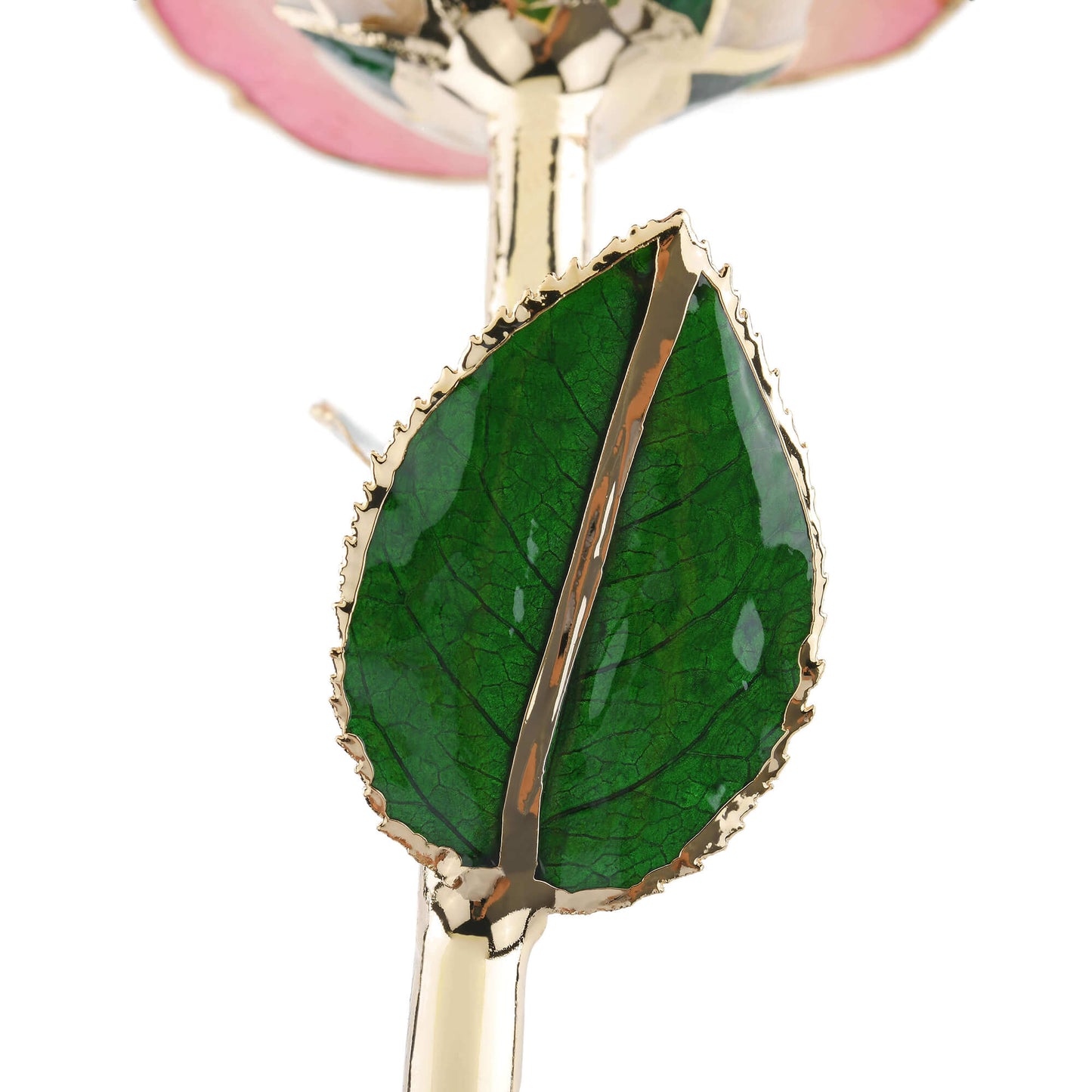 Timeless Rose (Light Pink) - Concordia Style Boutique