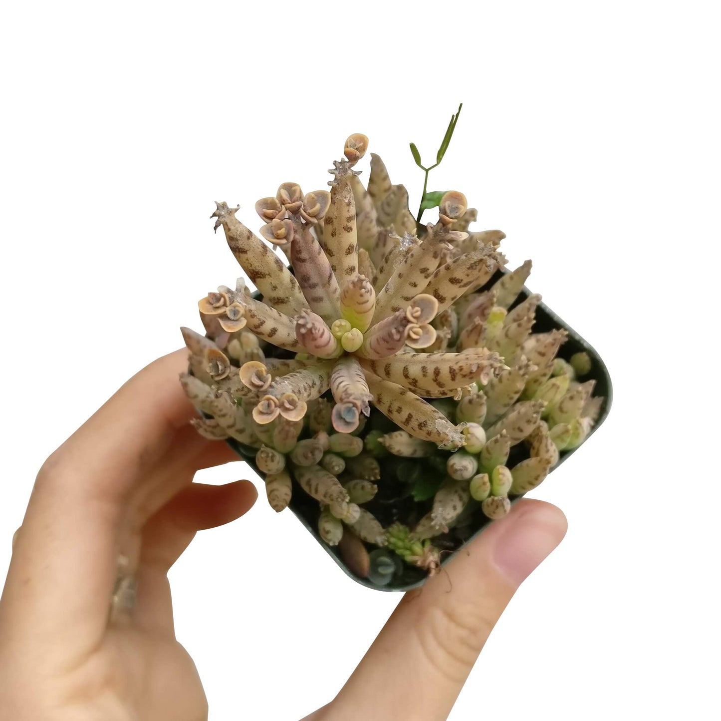 Mother of Millions Kalanchoe
