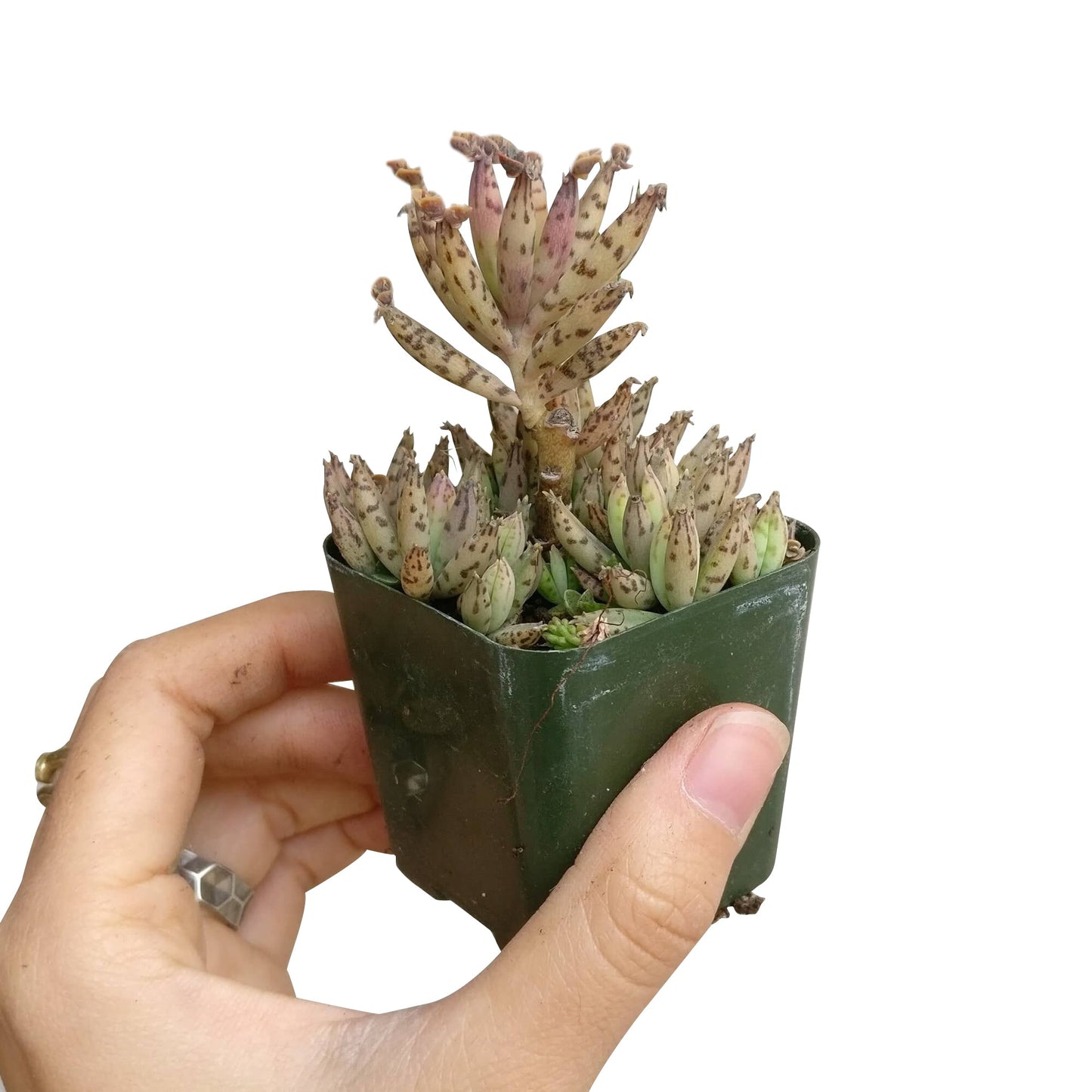 Mother of Millions Kalanchoe