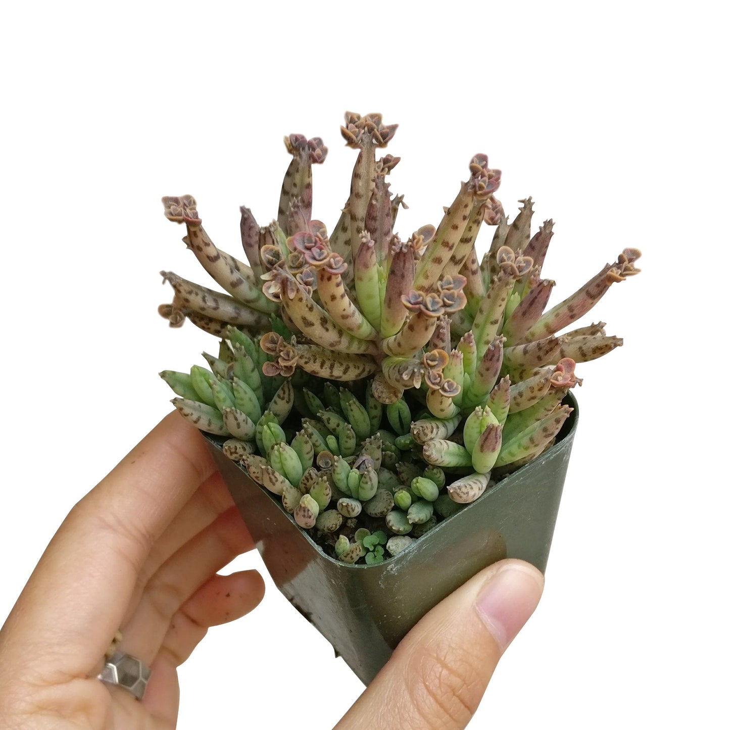 Mother of Millions Kalanchoe