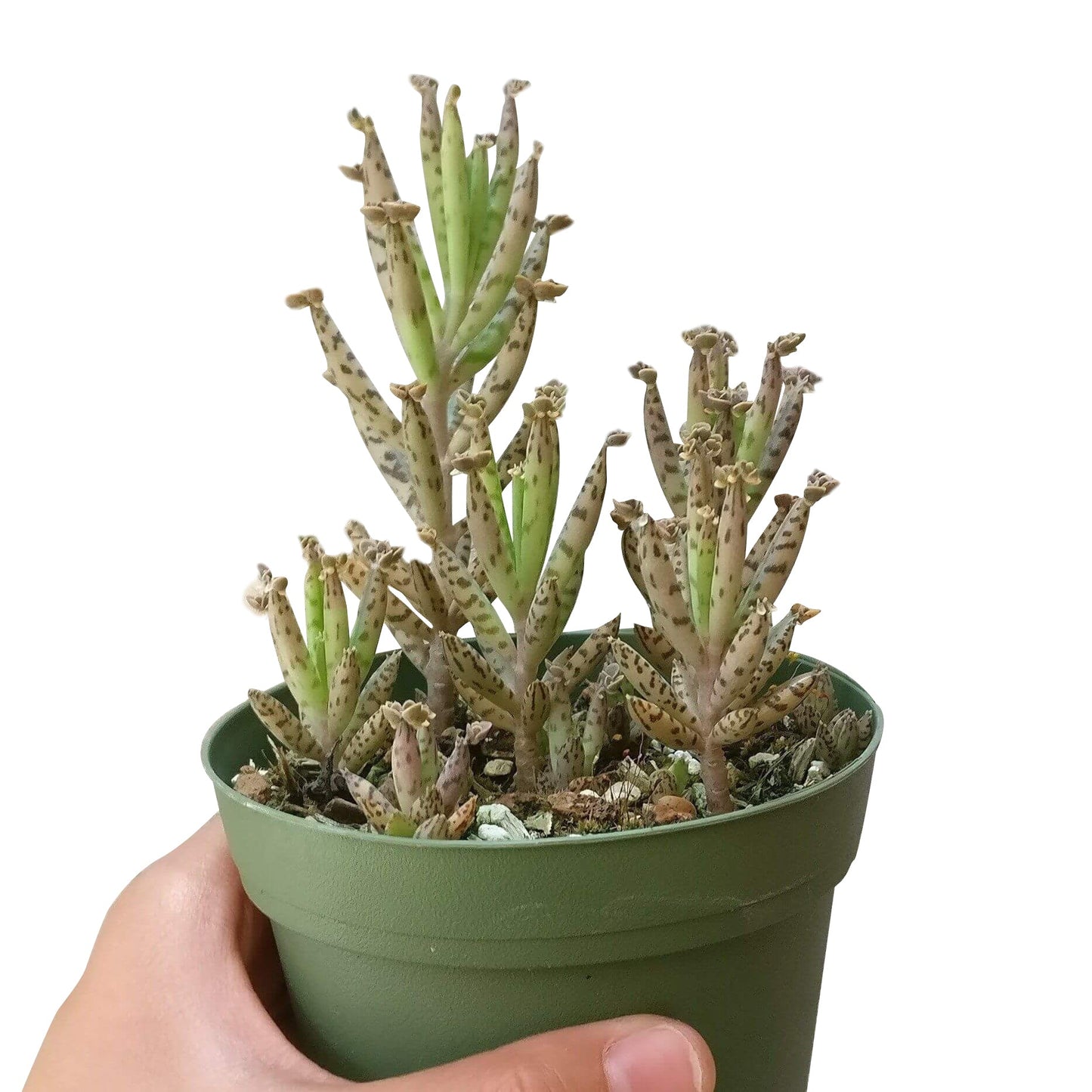 Mother of Millions Kalanchoe