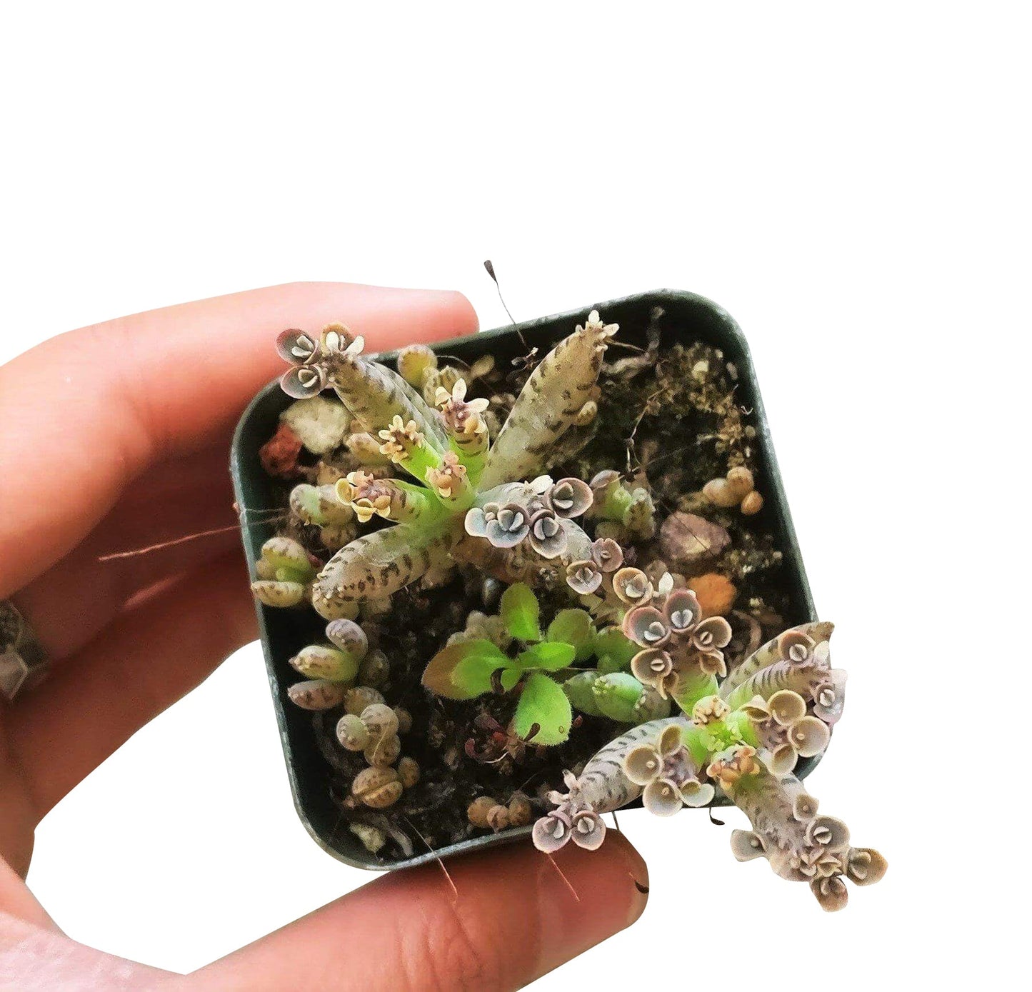 Mother of Millions Kalanchoe