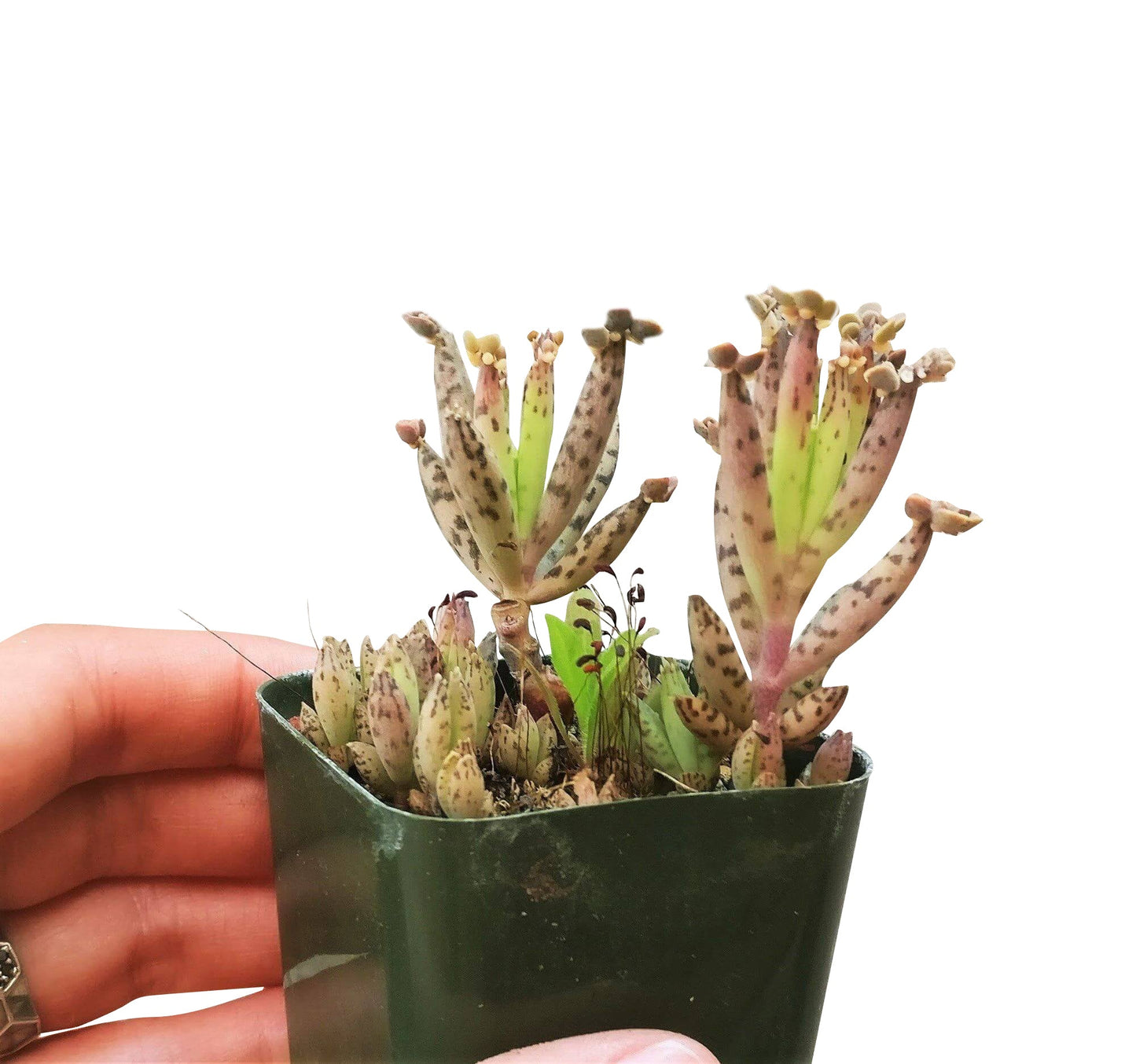 Mother of Millions Kalanchoe