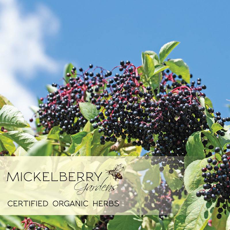 Elderberry Honey Tonic - Concordia Style Boutique