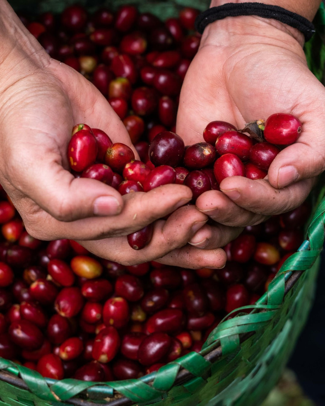 Honduran Parainema Coffee - Concordia Style Boutique