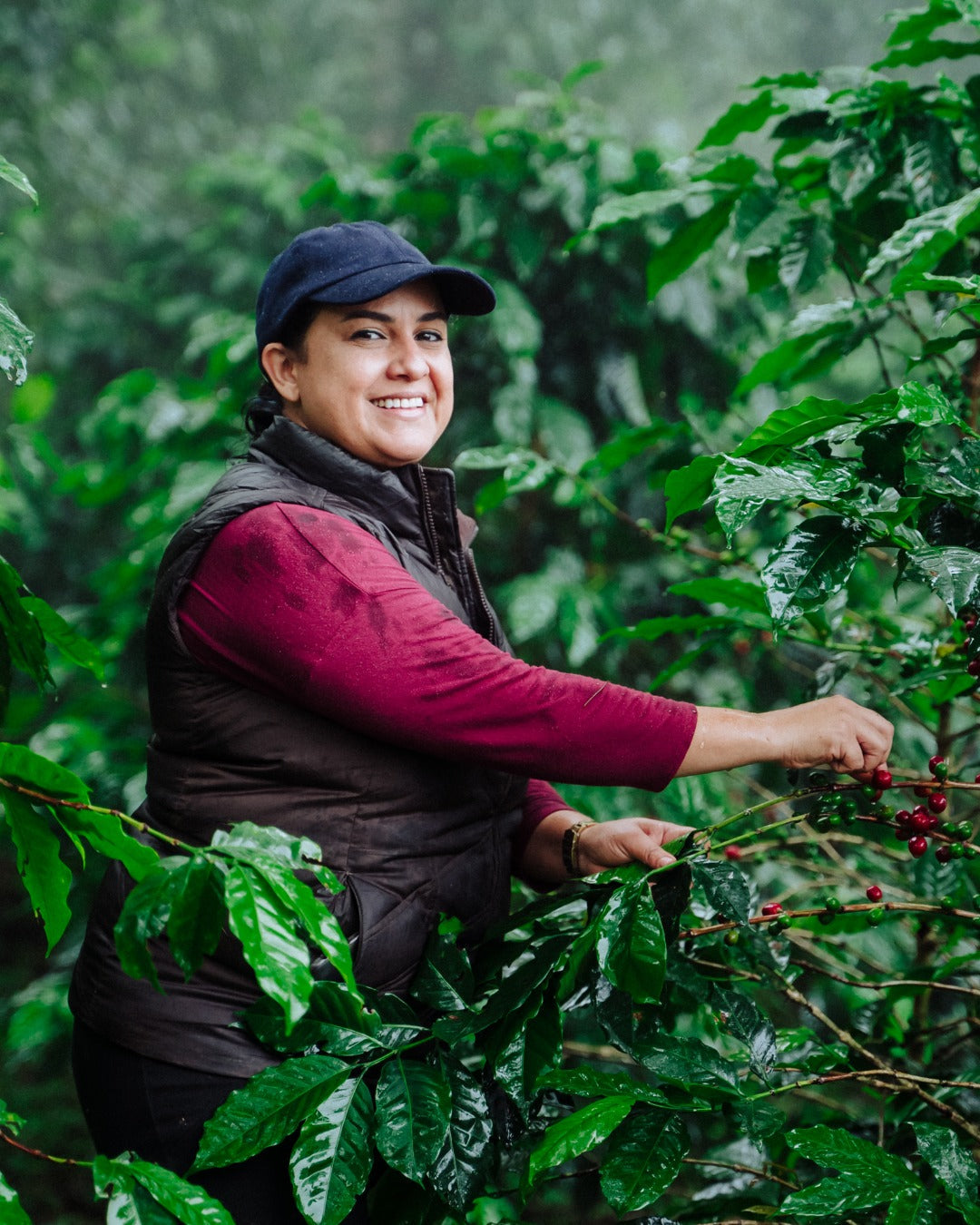 Honduran Parainema Coffee - Concordia Style Boutique